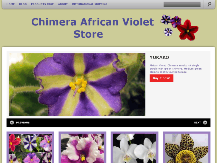 www.shopafricanviolets.com