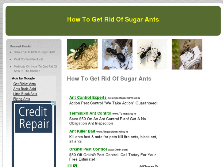 www.howtogetridofsugarants.net