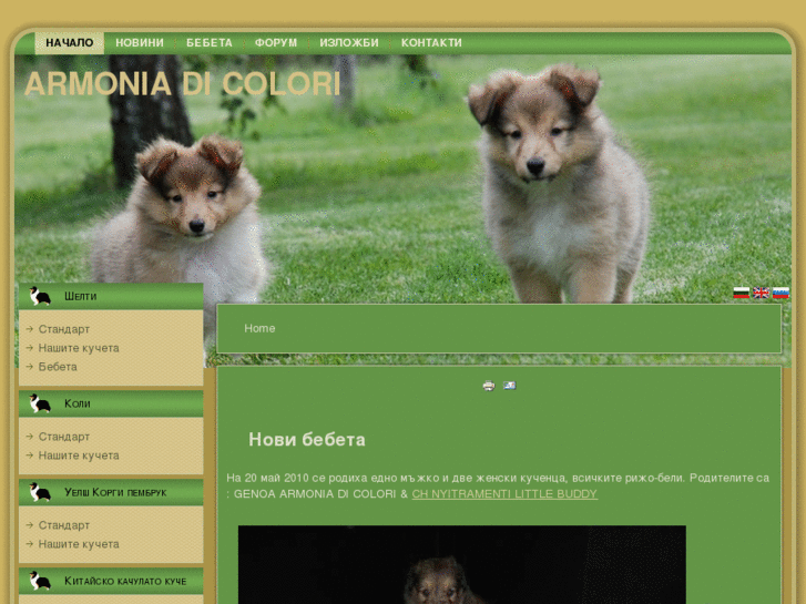 www.sheltiebg.com