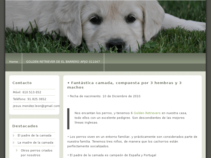 www.goldenretriever-elbarrero.com