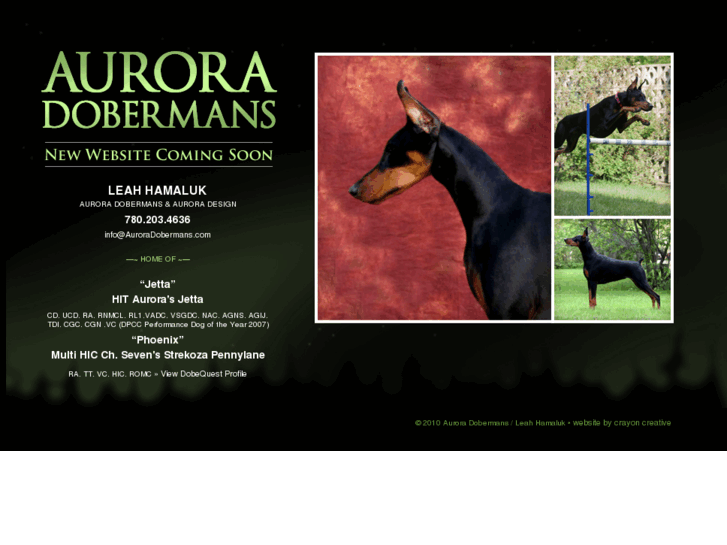 www.auroradobermans.com