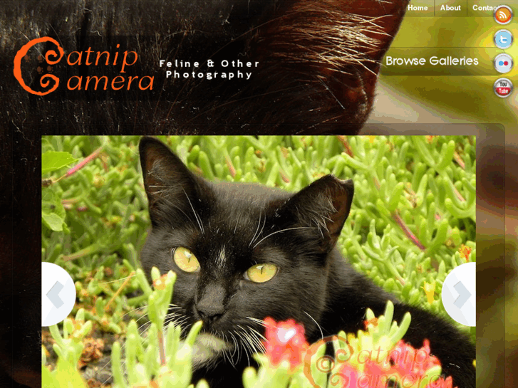 www.catnipcamera.com