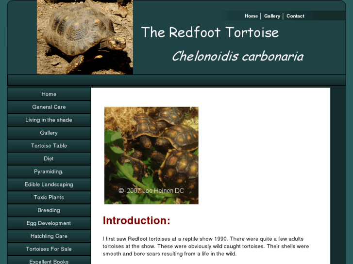 www.redfoottortoise.com