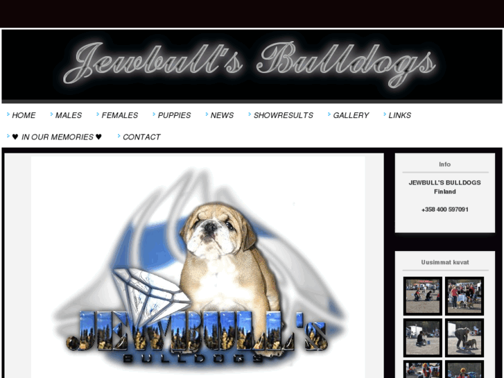 www.jewbulls.com