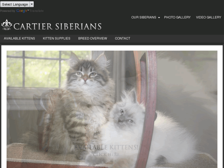 www.cartier-siberian-kittens.com