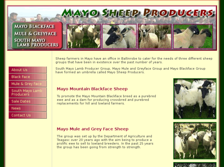 www.mayosheepproducers.com