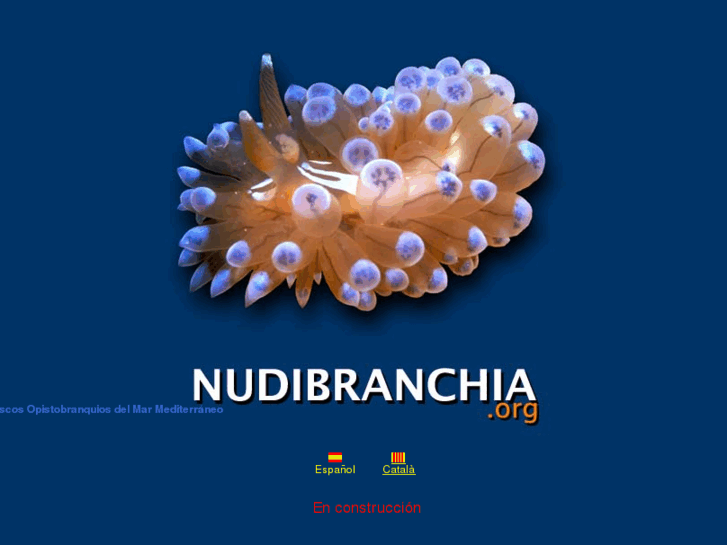 www.nudibranchia.org