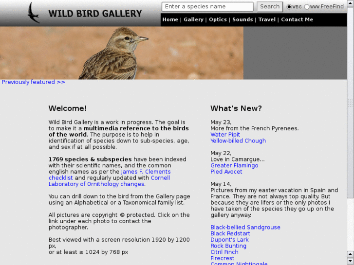 www.wildbirdgallery.org