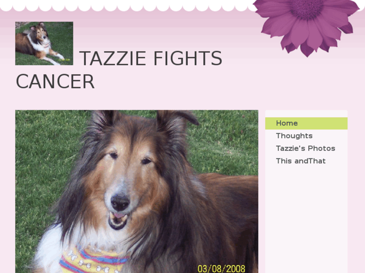 www.tazziefightscancer.com