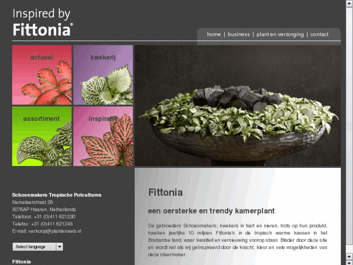 www.fittonia.nl