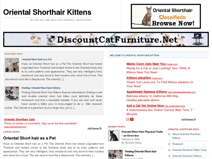 www.orientalshorthairkittens.net