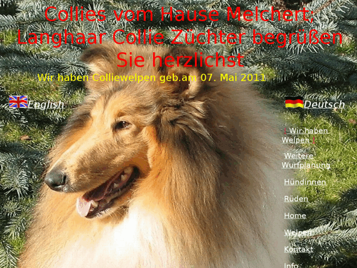 www.colliewelpen.de