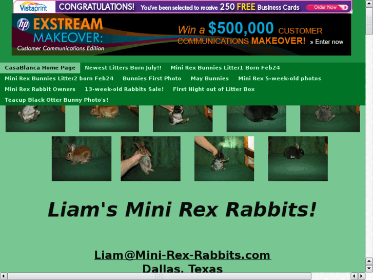 www.mini-rex-rabbits.com