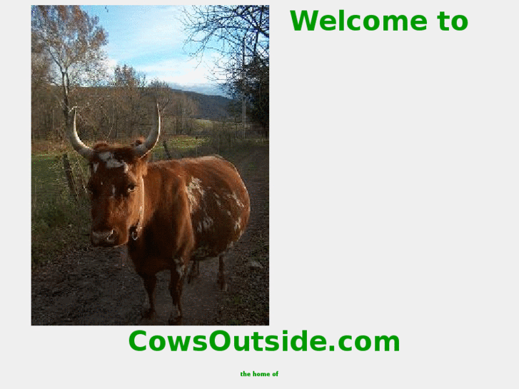 www.cowsoutside.com