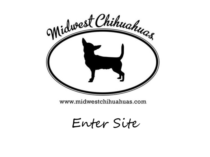 www.midwestchihuahuas.com