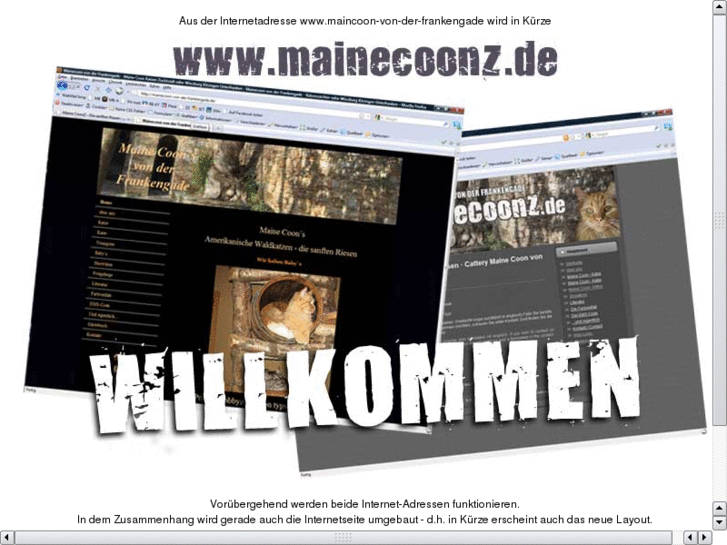 www.mainecoon-kitten.info