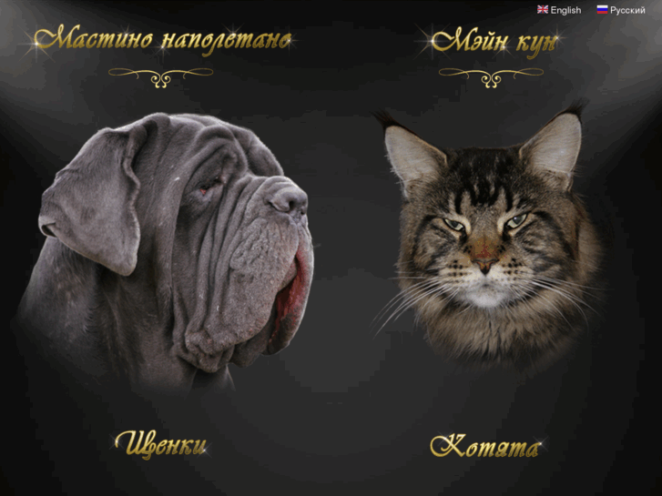 www.mastino-maincoon.ru