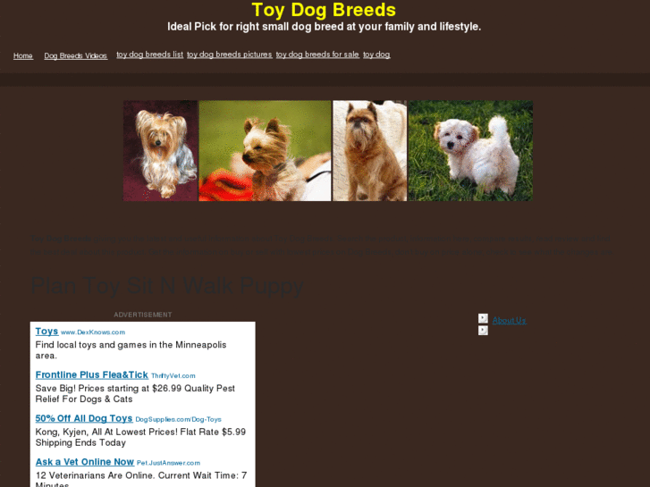 www.toydogbreeds.net