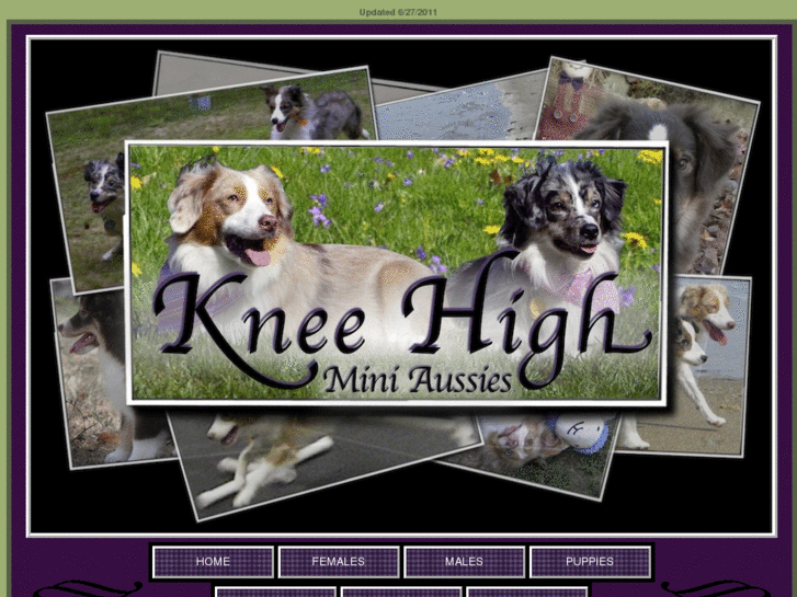 www.kneehighminiaussies.com