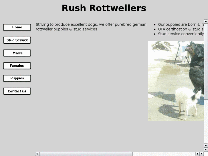www.rushrottweilers.com