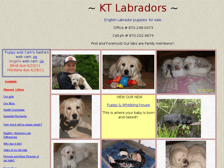 www.ktlabradors.com