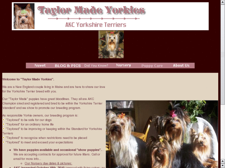 www.taylormadeyorkies.com