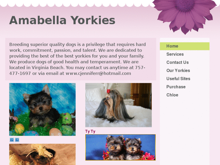 www.amabellayorkies.com