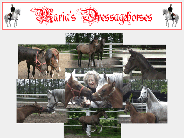 www.dressagehorses.org