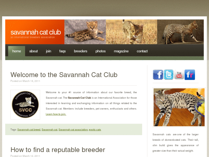 www.savannahcatclub.com