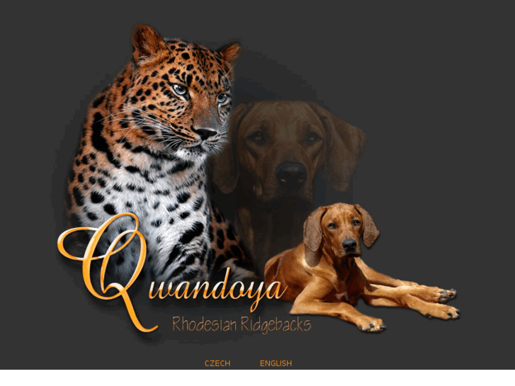 www.qwandoya.com