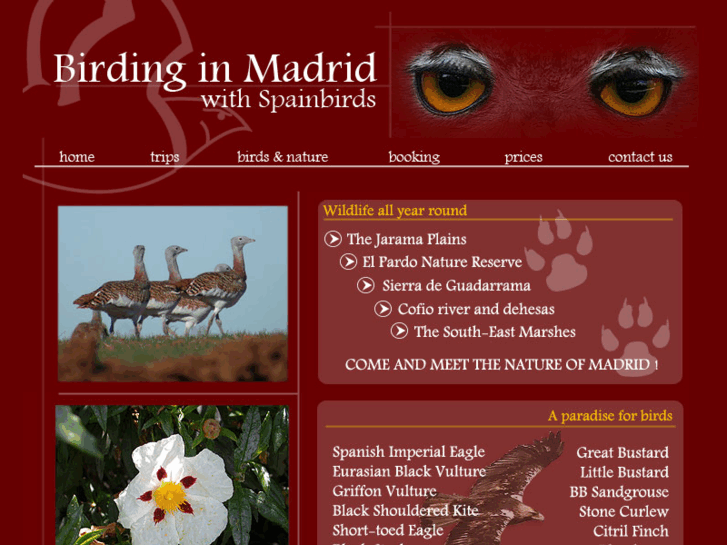 www.birdingmadrid.com