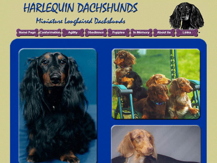 www.harlequindachshunds.com