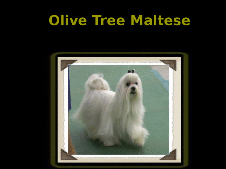 www.olivetreemaltese.com