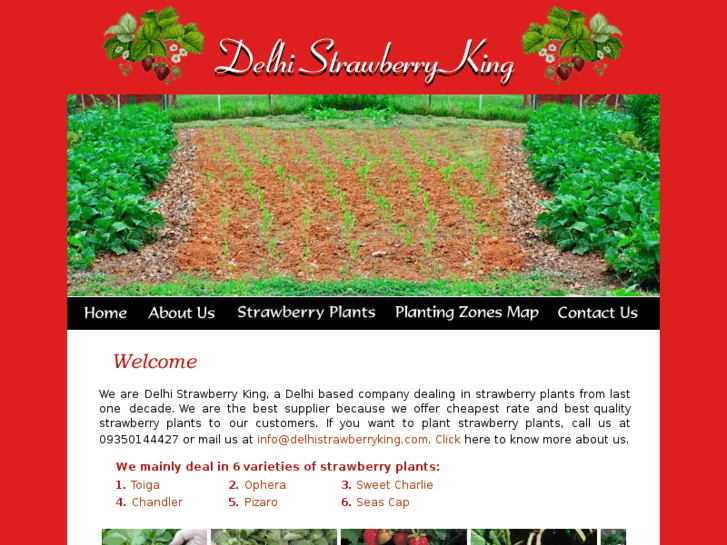 www.delhistrawberryking.com