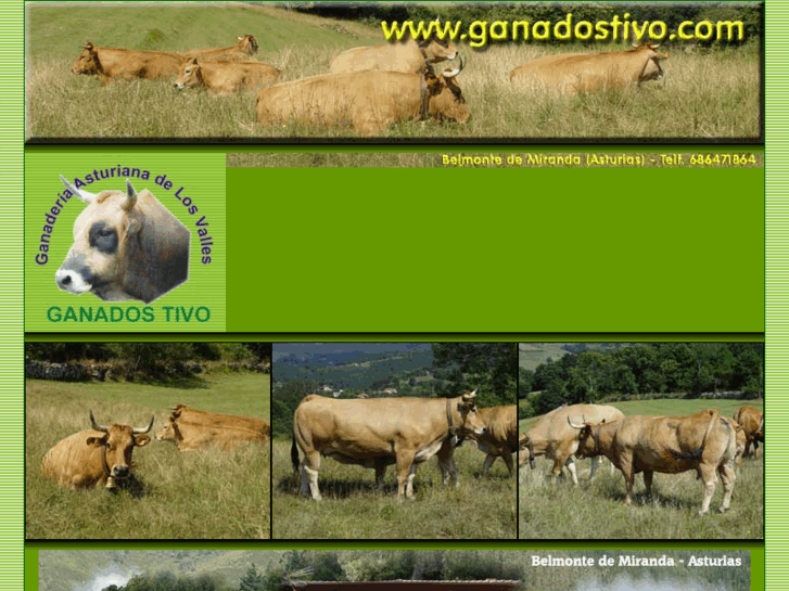 www.ganadostivo.com