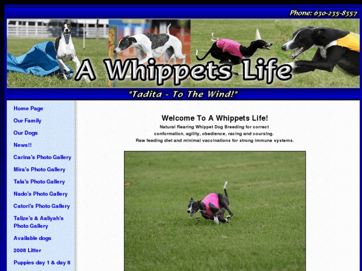 www.awhippetslife.com