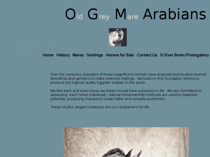 www.ogmarabians.com