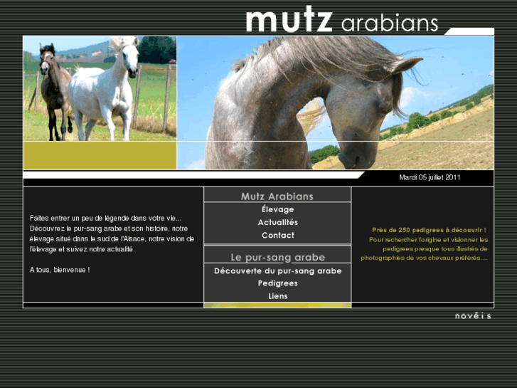 www.mutzarabians.com