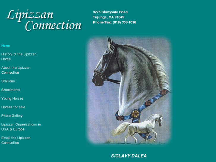 www.lipizzanconnection.com