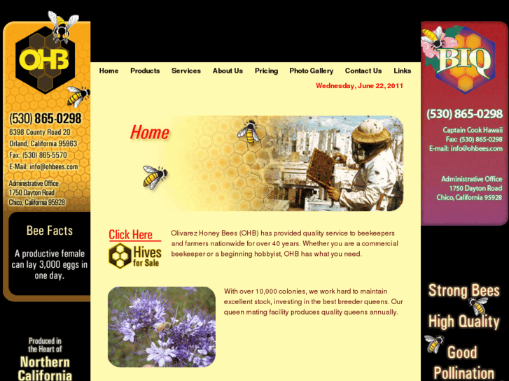 www.ohbees.com