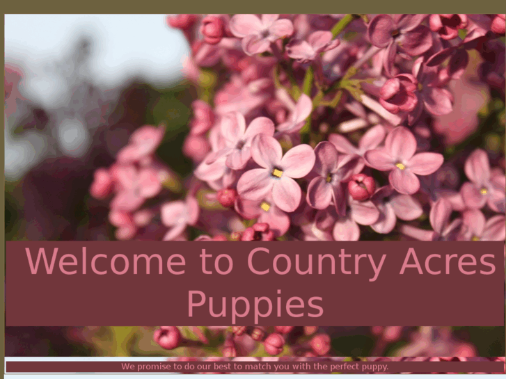 www.countryacrespuppies.com