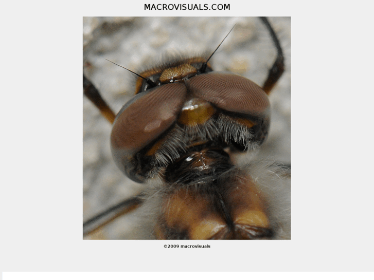 www.macrovisuals.com
