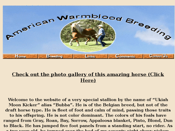 www.americanwarmbloodbreeding.com