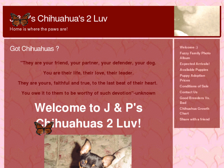 www.chihuahuas2luv.com