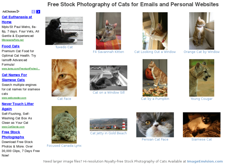 www.stockphotographyofcats.com