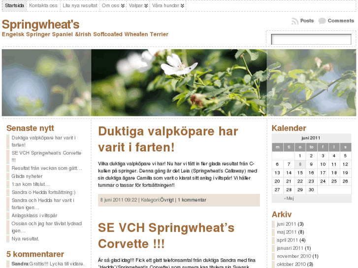 www.springwheats.se