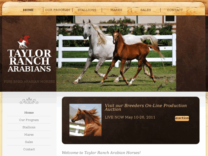 www.taylorarabians.com