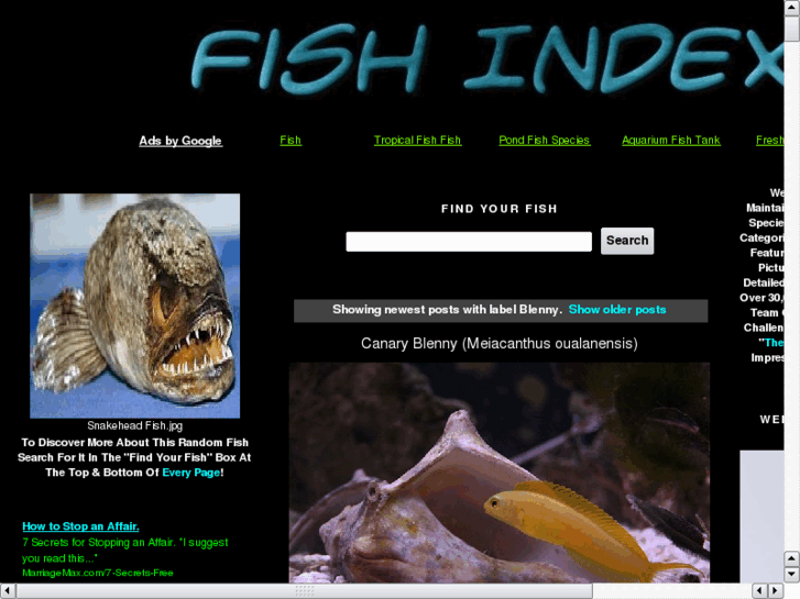 www.blennyfish.info