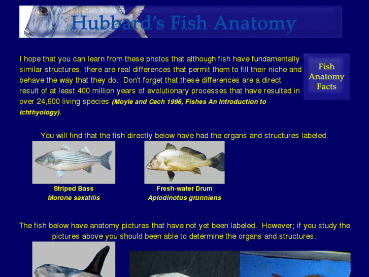 www.fishanatomy.net