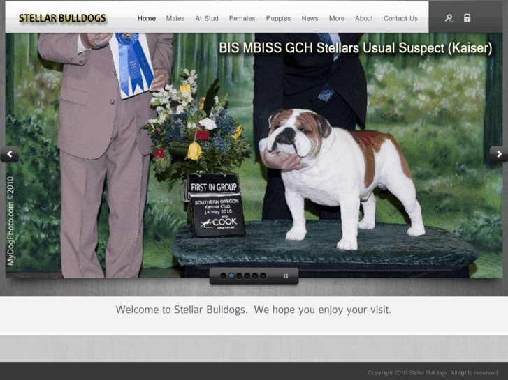 www.stellar-bulldogs.com